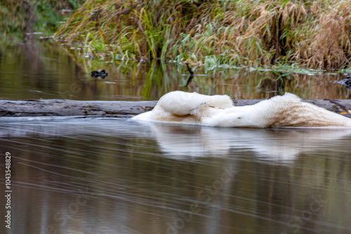 rapid flow of a wild river, blurred water surface, autumn in nature, Braslas river photo