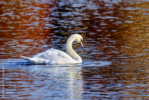 Swan on Lake 