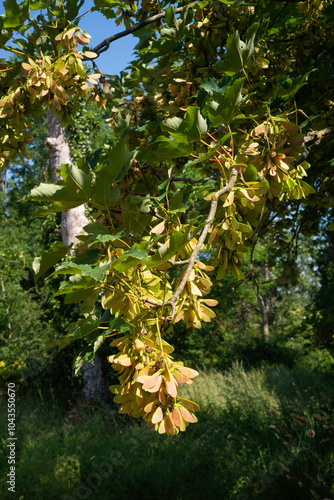 Érable sycomore,.Acer pseudoplatanus