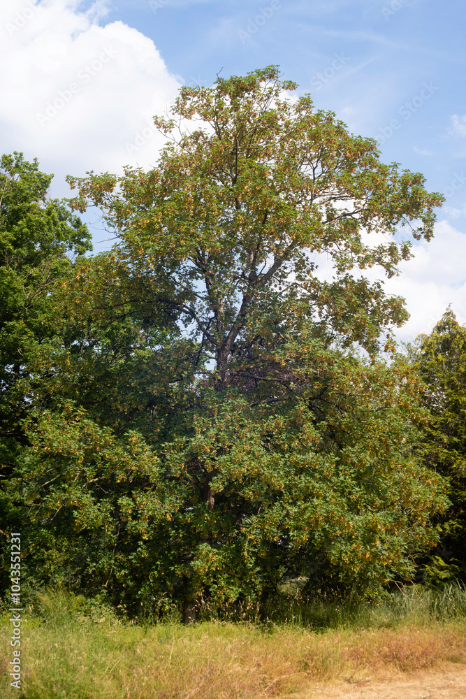 Fototapeta premium Érable sycomore,.Acer pseudoplatanus
