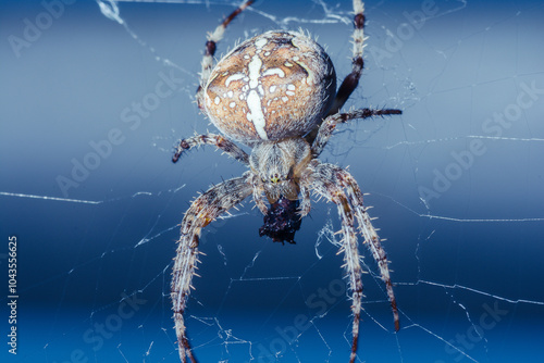 Close-up of a brown spider on a web with detailed markings set against a blue background. photo