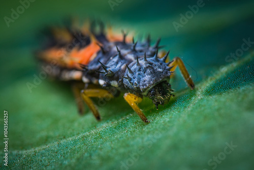 Close-up of a spiky ladybug larva on a green leaf, showcasing its vibrant colors and unique texture.