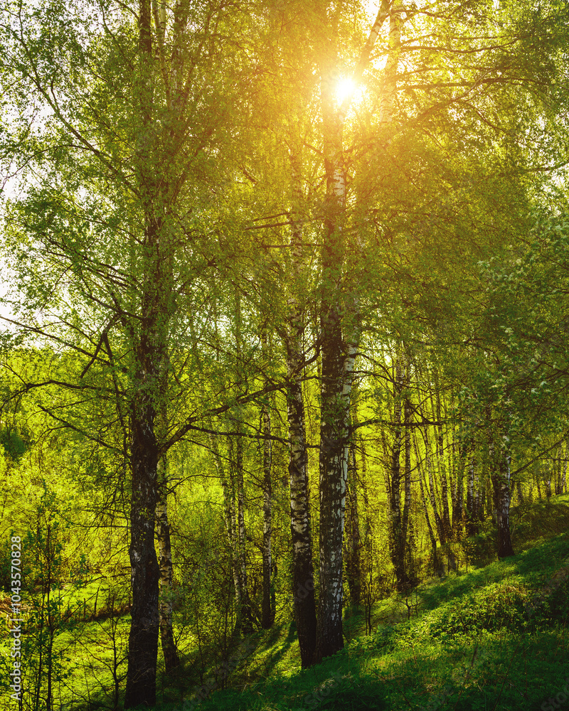 Sunset or sunrise in a spring birch forest with bright young foliage glowing in the rays of the sun and shadows. Vintage film aesthetic. Sunset or sunrise in a spring birch forest with bright young foliage glowing in the rays of the sun and shadows. Vintage film aesthetic.
