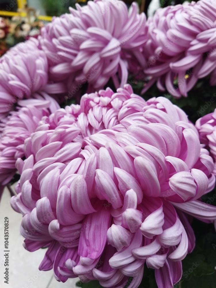 Fototapeta premium pink dahlia flower 