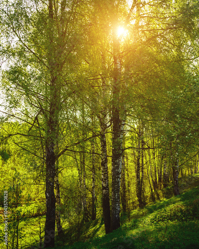 Sunset or sunrise in a spring birch forest with bright young foliage glowing in the rays of the sun and shadows. Vintage film aesthetic. photo