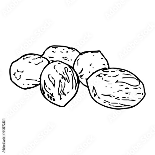 Hand-drawn illustration of nutmeg