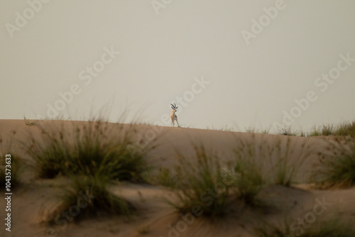 Lone Arabian sand gazelle standing on a sand dune photo