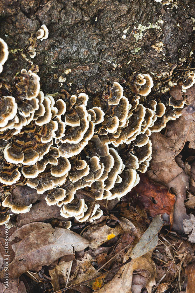 Turkey tail mushrooms on decaying tree bark Turkey tail mushrooms on decaying tree bark
