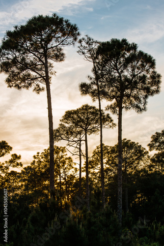 Long-leaf pines silhouetted by the Florida sunset, at Topsail Hill Preserve State Park, Santa Rosa Beach, Florida