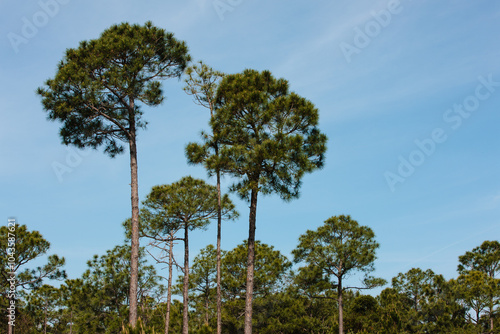 Long-leaf yellow pines in north Florida at Topsail Hill Preserve State Park photo