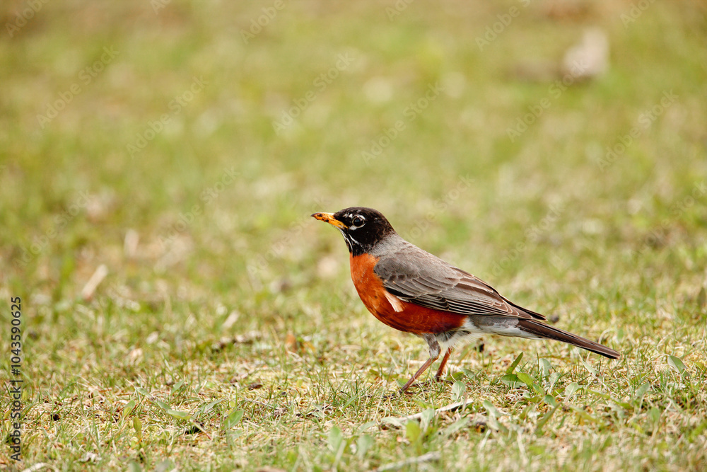 Robin foraging for worms along grassy patch in spring Robin foraging for worms along grassy patch in spring