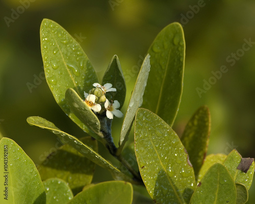 A close-up of the small white flowers and the light green leaves of Black Mangrove, Avicennia germinans. The leaves often appear whitish from the salt excreted from the foliage at night. photo