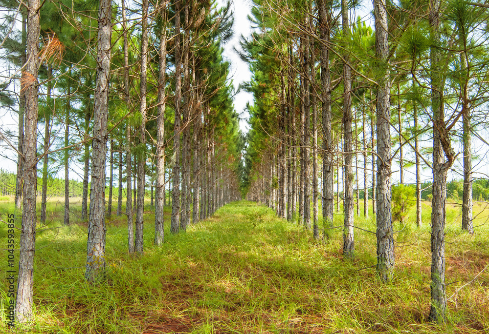 Naklejka premium A wide angle of pine plantation in central Florida. Rows of pine trees that planted for timber production. Focus on one row, with more rows visible in the background. Horizontal