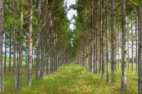 A tight shot of a pine plantation on a preserve in central Florida. Rows of pine trees that were planted for timber production still stand today. Symmetry and diminishing perspective. Horizontal