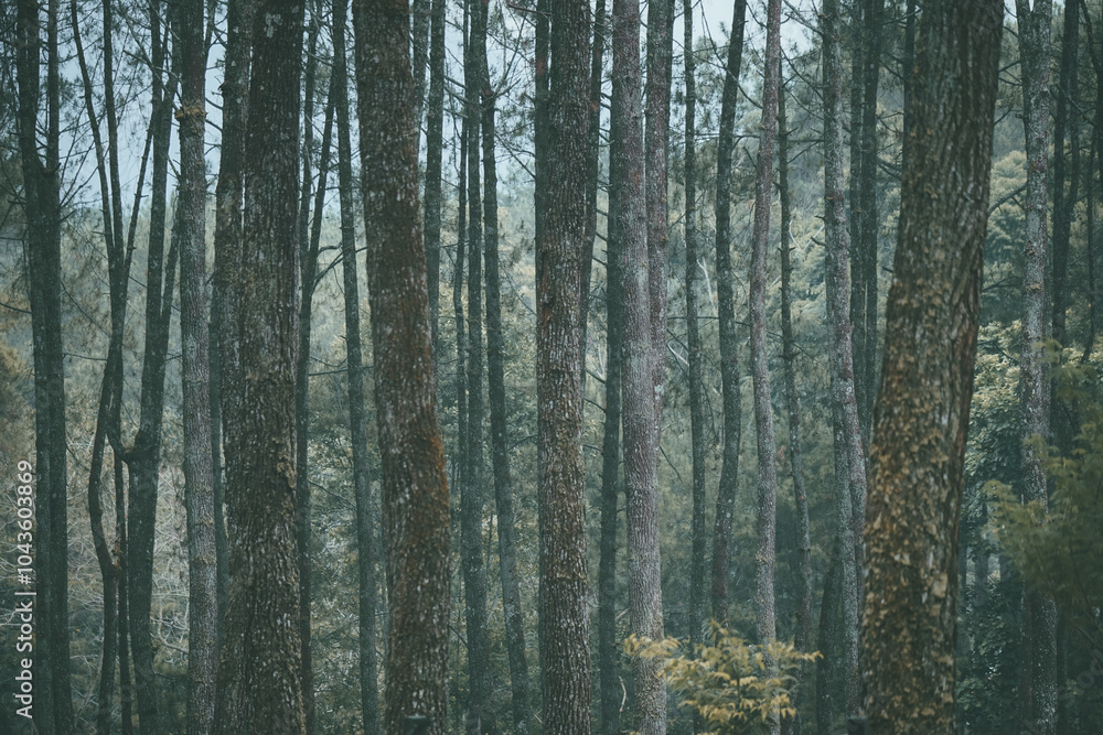 Fototapeta premium close up of pine tree trunk in forest. cool and very calm atmosphere in a pine forest