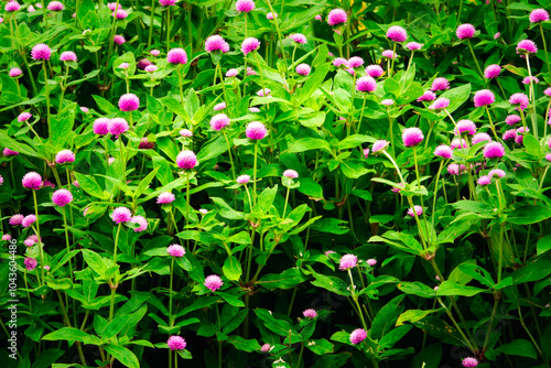 A field of pink flowers with green leaves. The flowers are in full bloom and the field is lush and green