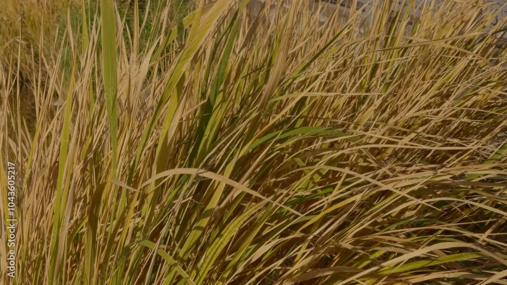 Tropical dry tall grass. wind sways dry grass Tropical dry tall grass. wind sways dry grass