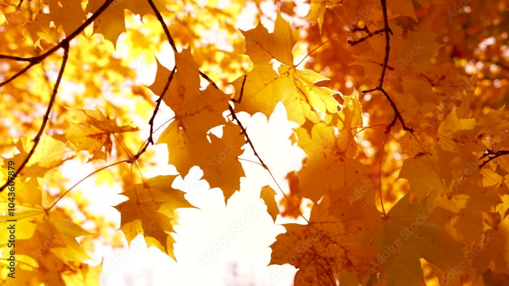 Video with moving on the wind colouful maple leaves on the tree branches. autumn theme. Video with moving on the wind colouful maple leaves on the tree branches. autumn theme.