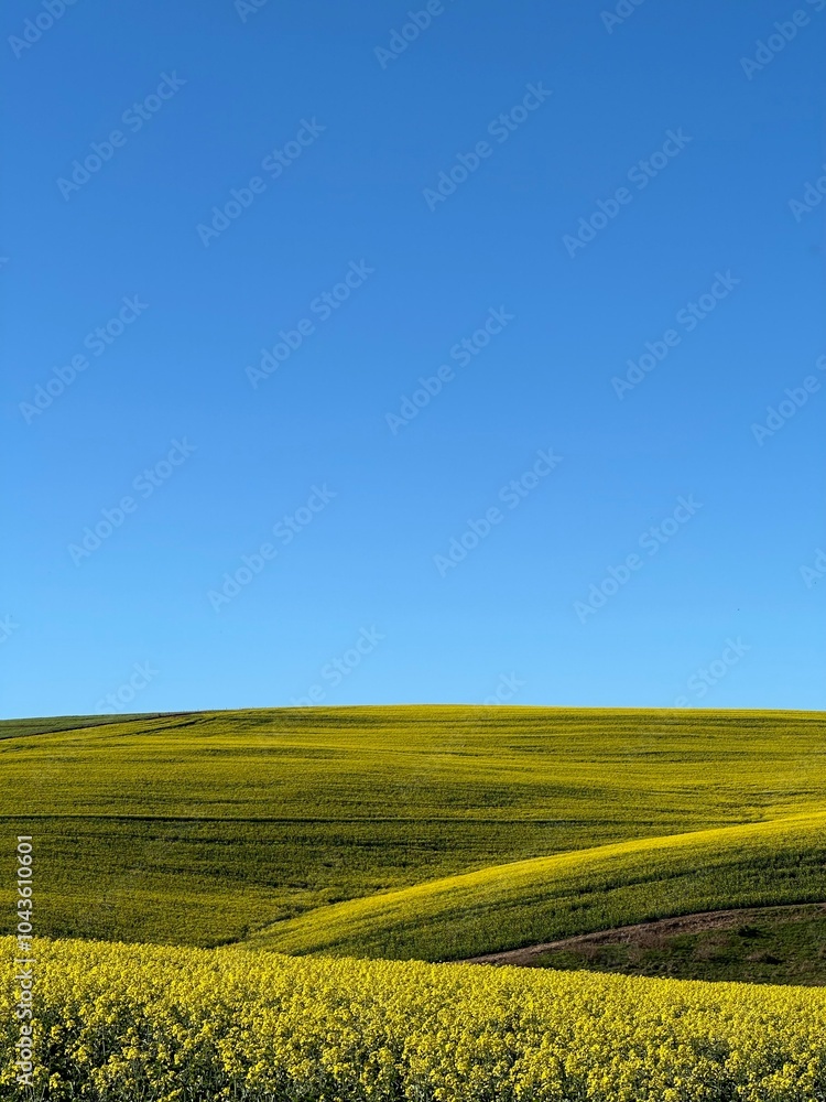 Fototapeta premium Canola Fields