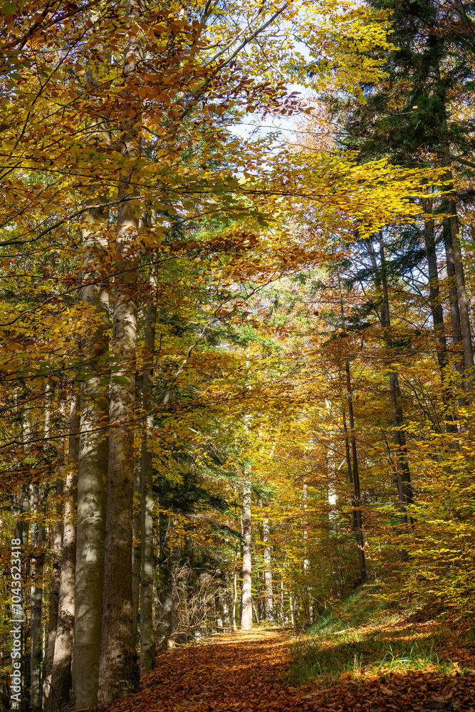 Fototapeta premium Path in Vienna Woods with colored leaves of beech trees in autumn
