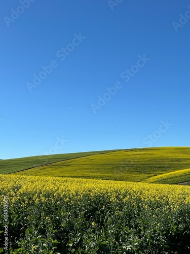 Caledon Canola Fields (Western Cape, South Africa) 