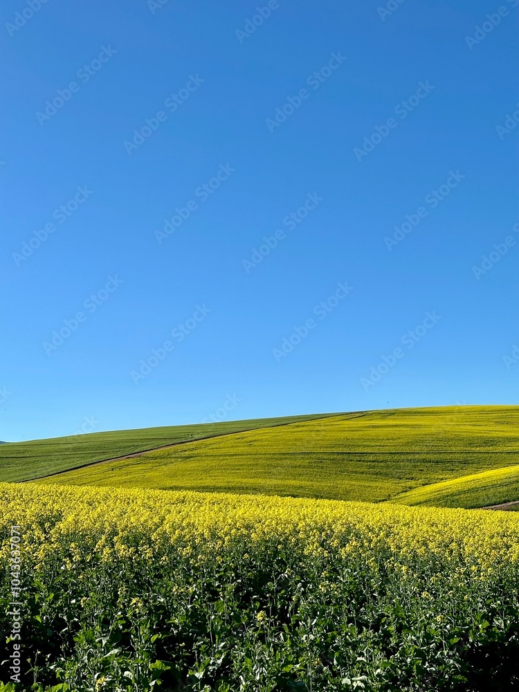Caledon Canola Fields (Western Cape, South Africa) Caledon Canola Fields (Western Cape, South Africa)
