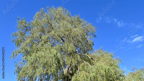 Gorgeous willow tree is moving in wind on blue sky background in sunlit garden.