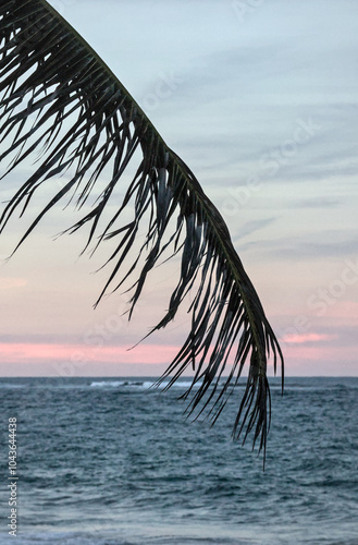 palm trees in old san juan puerto rico (near historic spanish fort ruins del morro) beautiful palms at sunset caribbean sea island destination national park colonial buildings travel destination photo