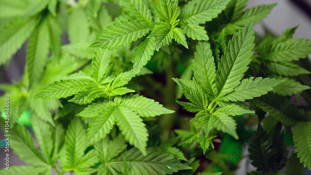 A closeup view of healthy cannabis leaves that beautifully showcase a stunning array of rich green hues A closeup view of healthy cannabis leaves that beautifully showcase a stunning array of rich green hues