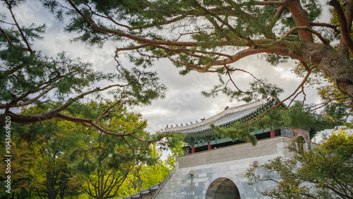 This is a view of one of the gates of Gyeongbokgung Palace and pine trees. photo