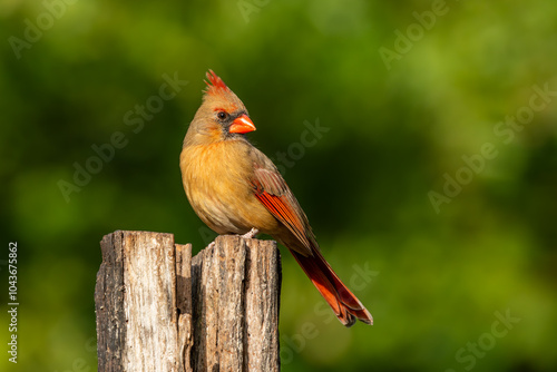 Northern cardinal perched on a tree branch