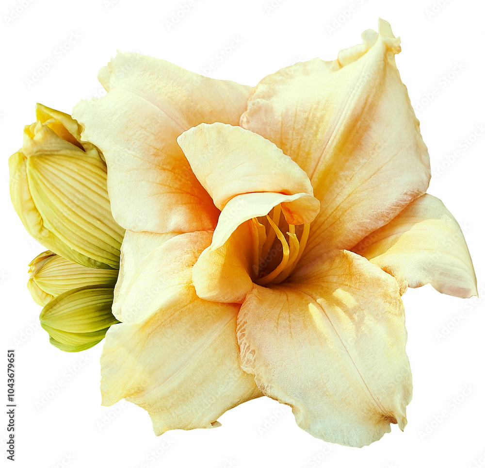 Lily flower on isolated background. Closeup. For design. View from above. Transparent background. Lily flower on isolated background. Closeup. For design. View from above. Transparent background.