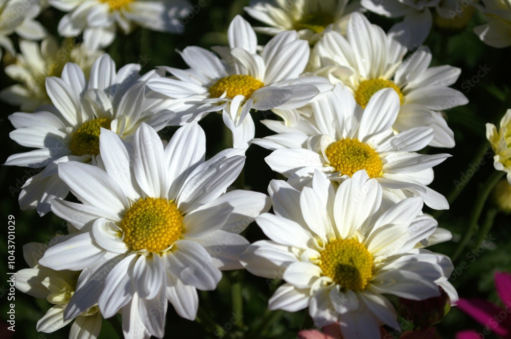 Obraz premium Colorful flowers in the mountains of Trujillo State. Wherever we go we will find a large number of flowers, many cultivated, others wild, a gift for our senses.