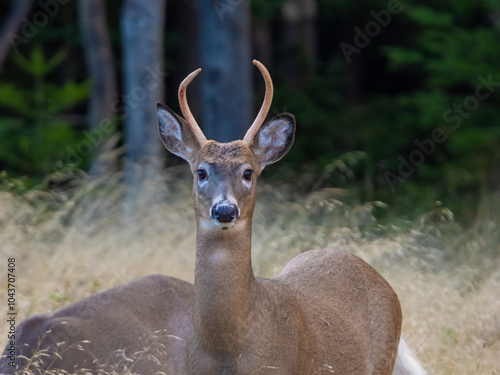 Closeup portrait of a white tailed deer (Odocoileus virginianus) during a close encounter in the Bic National Park (Parc national du bic), Route 132, Quebec, Canada