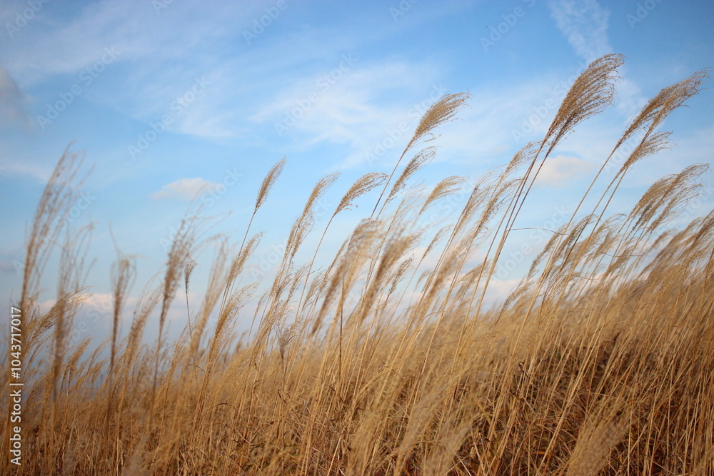 Obraz premium Japanese pampas grass