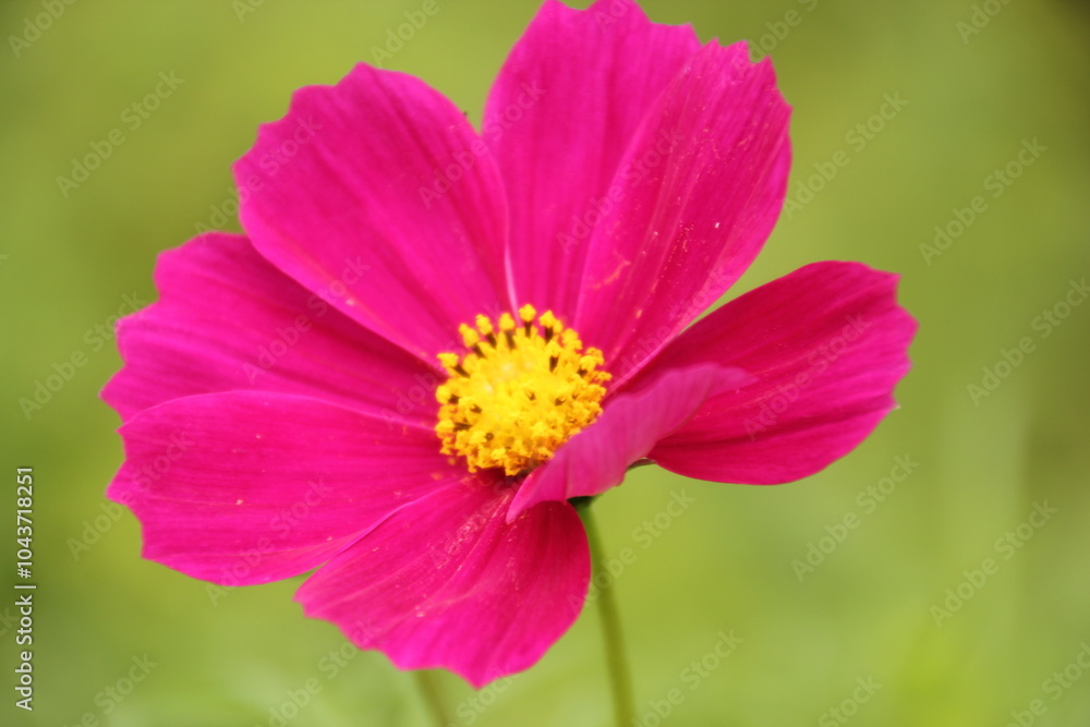 flour cosmos flour cosmos