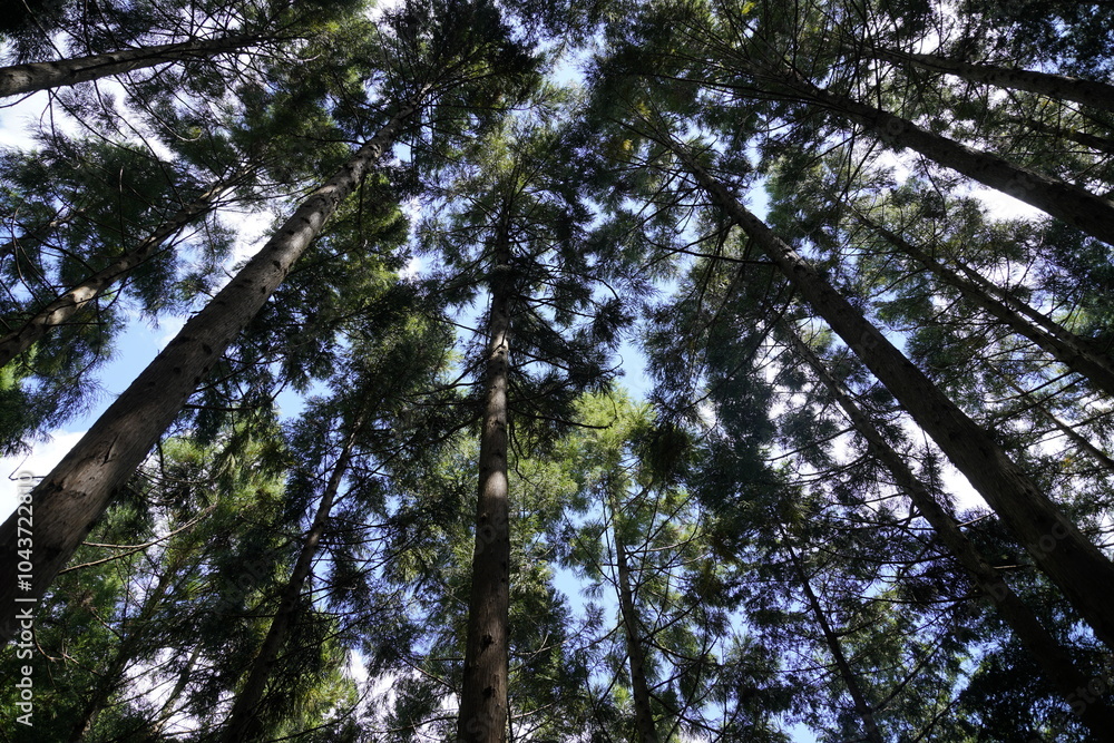Fototapeta premium forest evening
