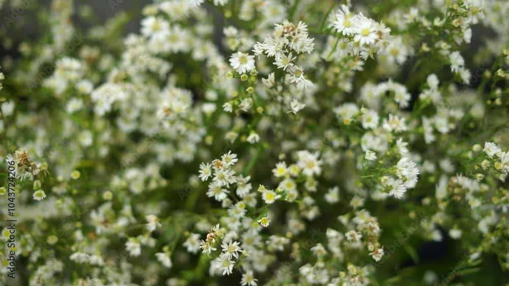 Gypsophila is a genus of flowering plants in the carnation family, Caryophyllaceae. They are native to Eurasia, Africa, Australia, and the Pacific Islands Gypsophila is a genus of flowering plants in the carnation family, Caryophyllaceae. They are native to Eurasia, Africa, Australia, and the Pacific Islands