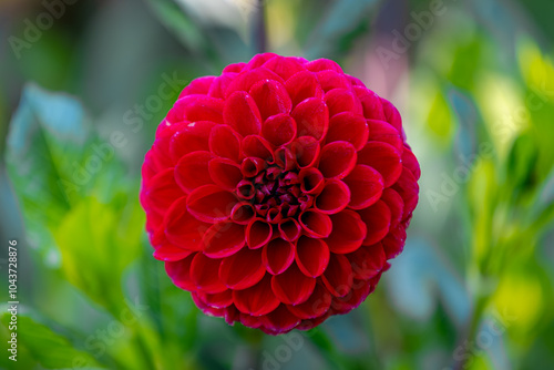 Selective focus of red flower in garden with green leaves, Dahlia is a genus of bushy, Tuberous, Herbaceous perennial plants, The Asteraceae family of dicotyledonous plants, Natural floral background. photo