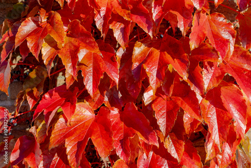 Selective focus of Parthenocissus tricuspidata or Boston ivy in the garden with sunlight, Colourful orange red leaves of vine covered the brick wall, Leafs pattern texture, Natural autumn background. photo