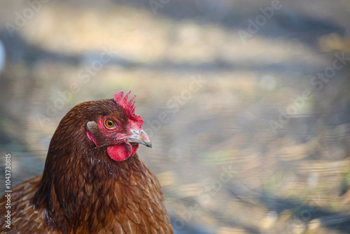 Kura domowa, portret, ptak, 