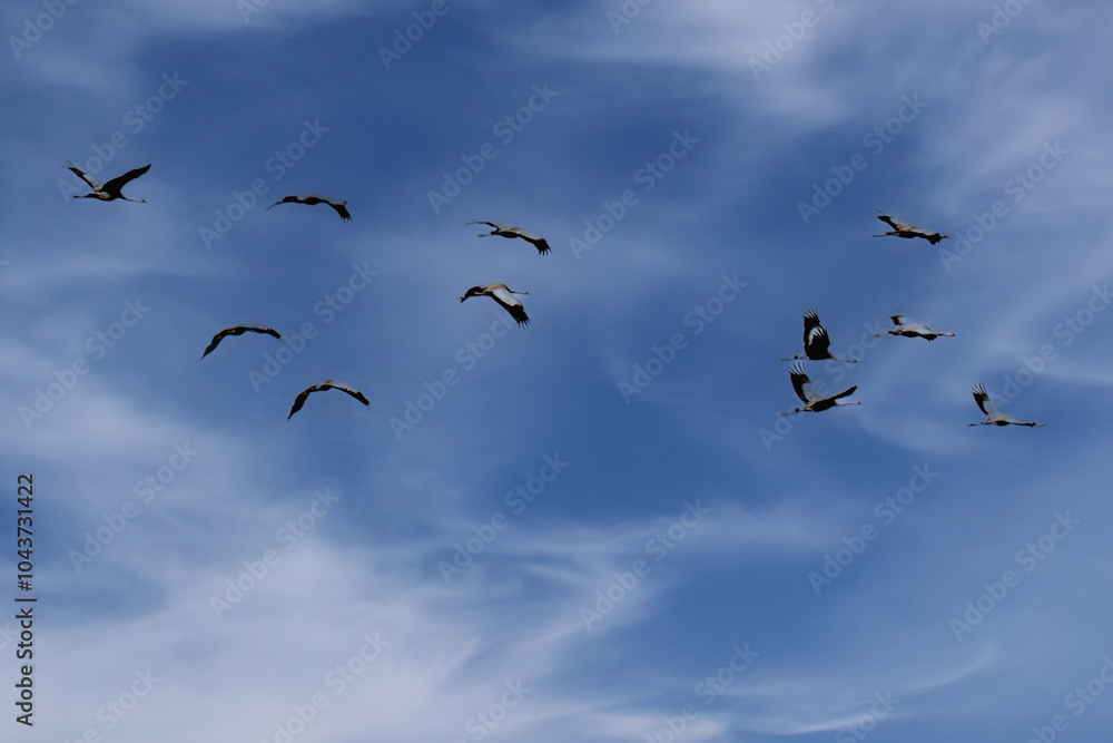 Fliegende Störch auf dem Weg in den Süden Fliegende Störch auf dem Weg in den Süden