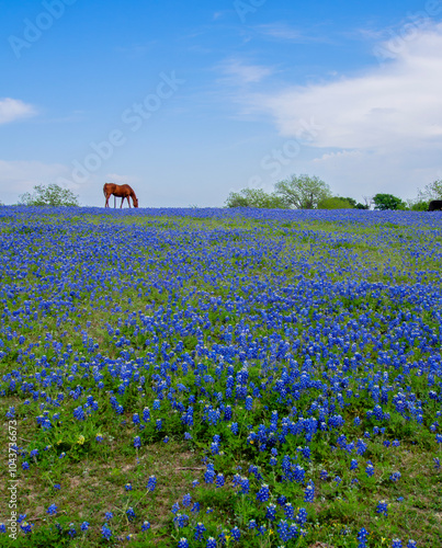 Spring time in Texas is the best season of the year. Bluebonnets like blue blanket covers the ground almost everywhere in the state. This photo was taken outside of a farm near Ennis. 