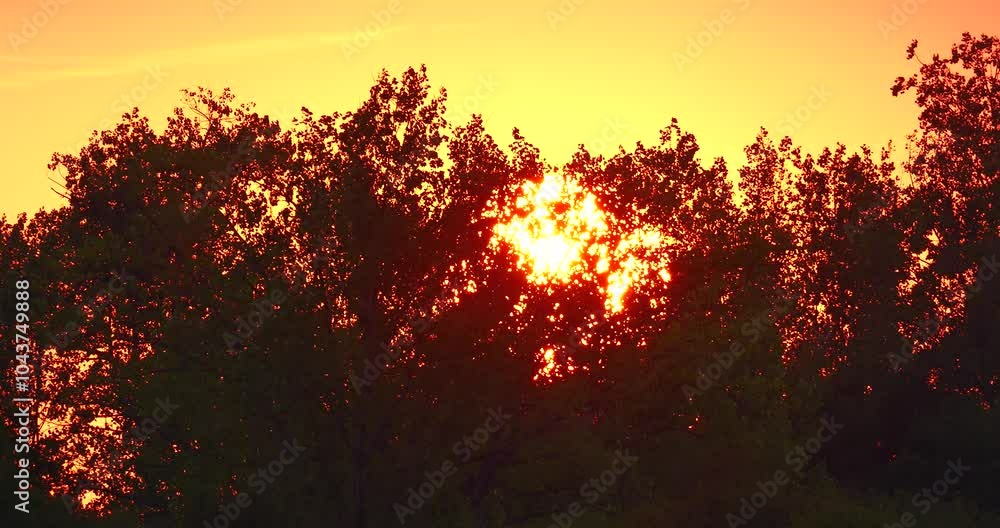 Beautiful orange coloured golden hour sunset with trees swaing in the wind Beautiful orange coloured golden hour sunset with trees swaing in the wind