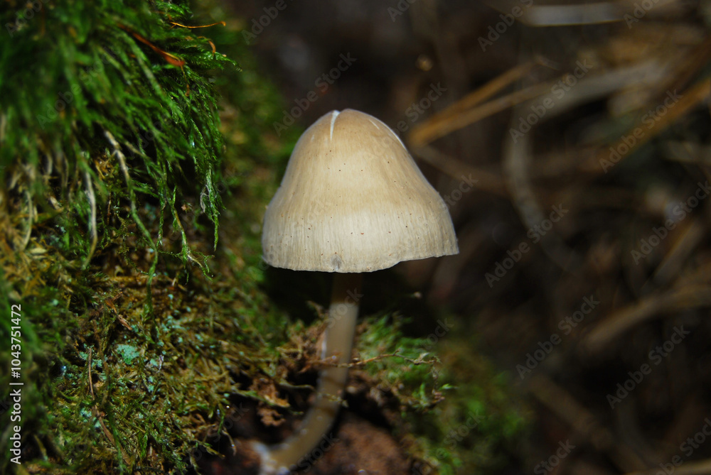 Fototapeta premium lonely inedible mushroom with a light cap in a dark autumn forest
