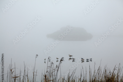 Birds on Foggy Water photo