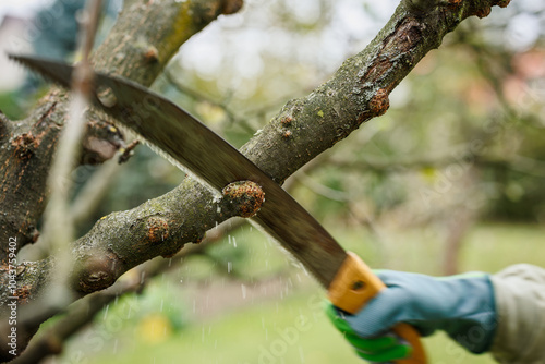 Wallpaper Mural Removal and sawing of affected area on the branch with Apple tree canker. Treatment of diseased plant fruit tree. Hand with saw in motion Torontodigital.ca