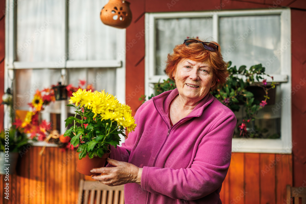 Happy smiling senior woman is holding potted yellow chrysanthemum in flower pot. Gardening to create autumn floral decoration Happy smiling senior woman is holding potted yellow chrysanthemum in flower pot. Gardening to create autumn floral decoration
