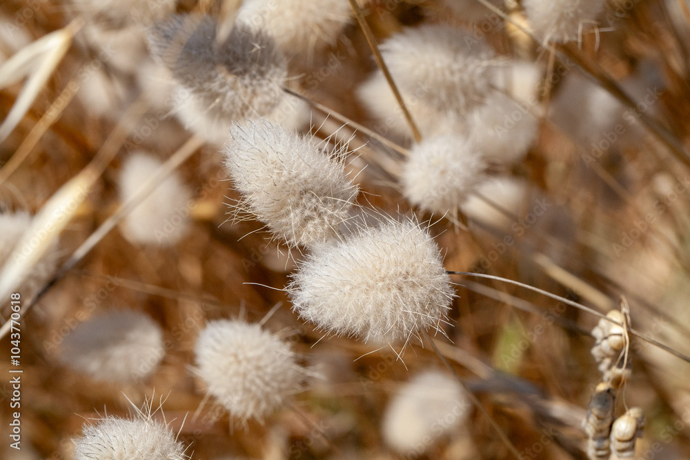Close-up view of fluffy seed heads in Point Lobos State Park, California. The soft, beige seed heads create a delicate and textured appearance, making the scene look serene and peaceful. Close-up view of fluffy seed heads in Point Lobos State Park, California. The soft, beige seed heads create a delicate and textured appearance, making the scene look serene and peaceful.