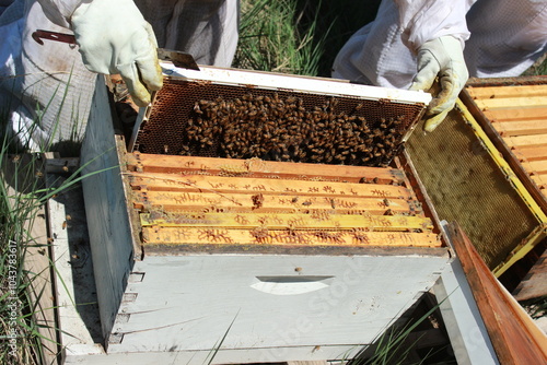 beekeeper working with bees